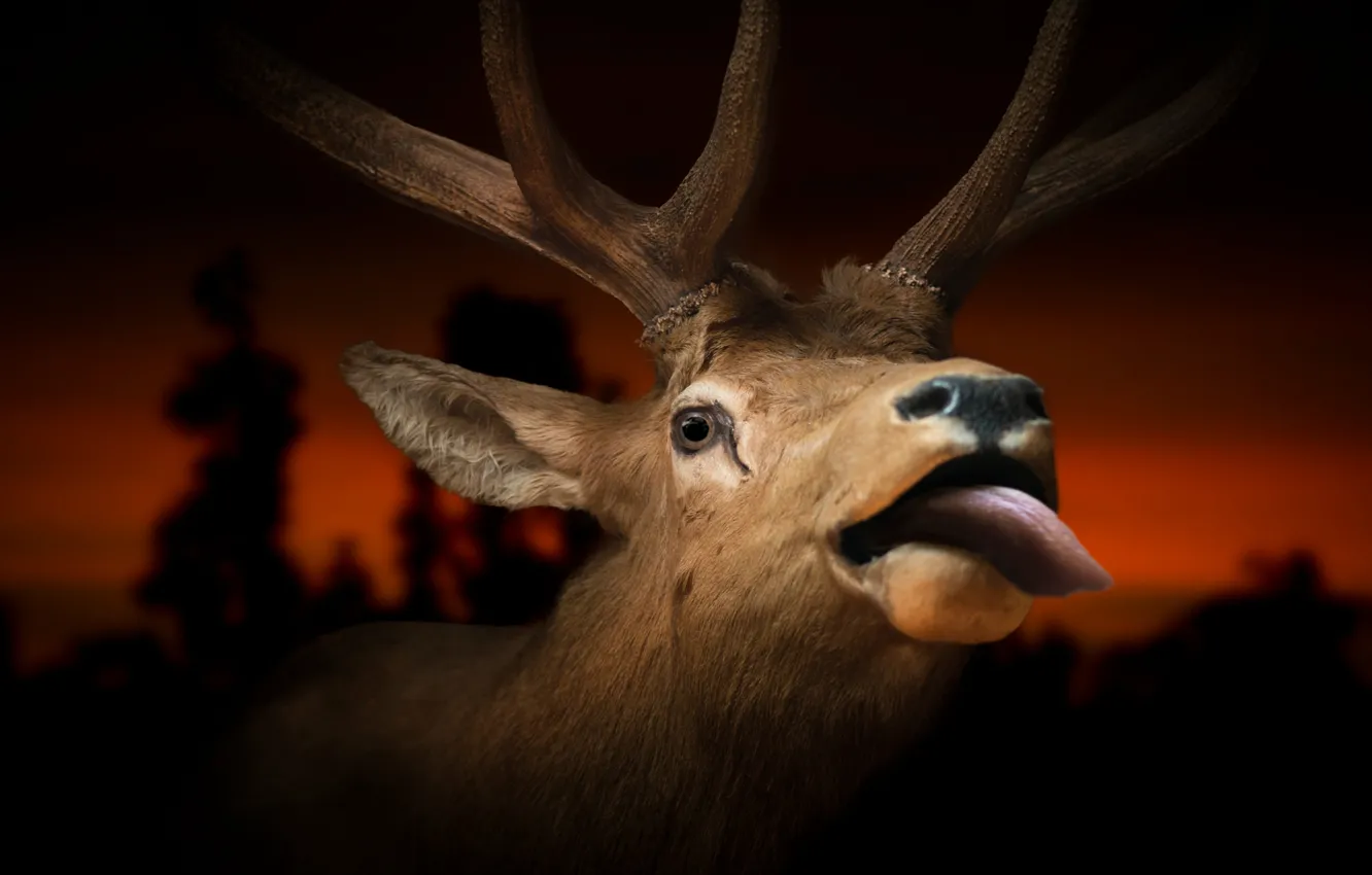 Photo wallpaper language, sunset, background, deer