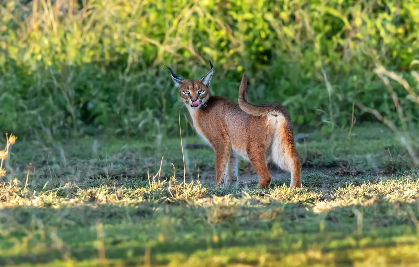 Photo wallpaper language, grass, look, face, light, nature, pose, background