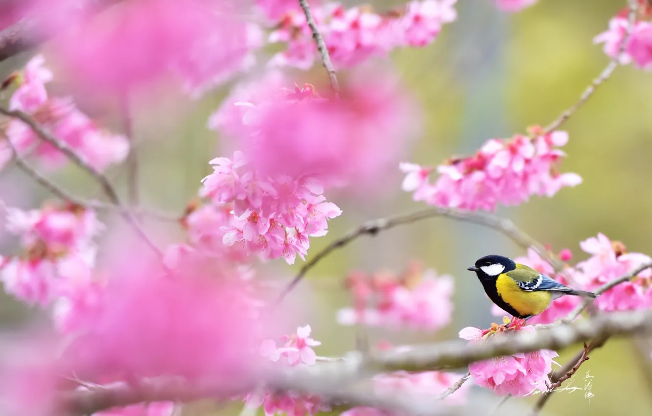 Photo wallpaper branches, bird, Sakura, pink, tit