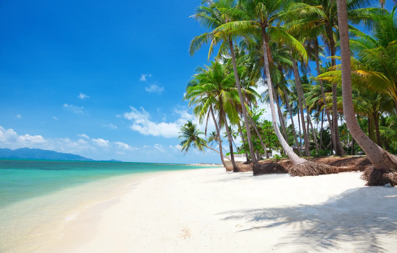 Photo wallpaper sand, sea, beach, the sun, palm trees, shore, island, summer
