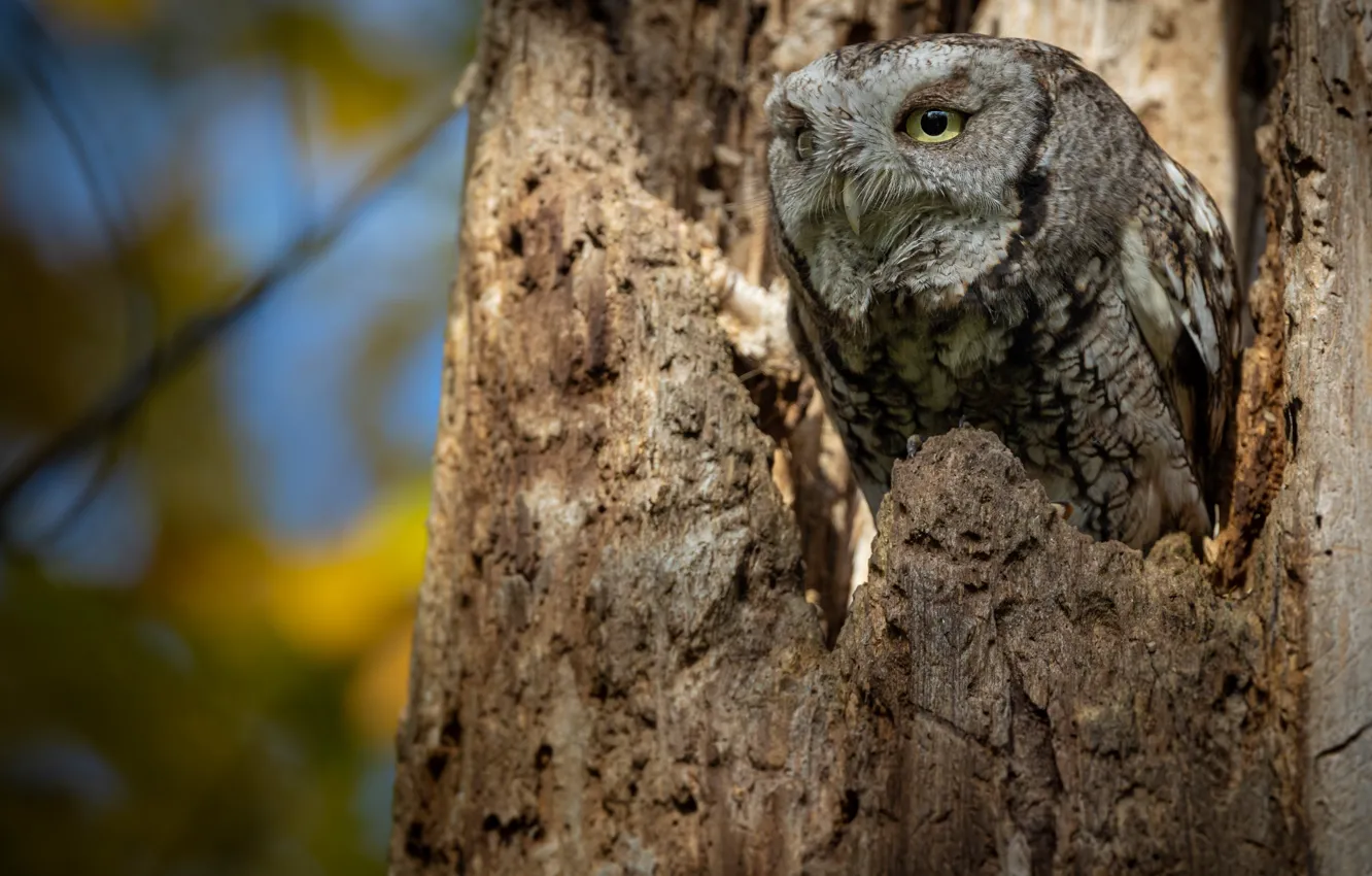 Photo wallpaper owl, bird, stump, owl