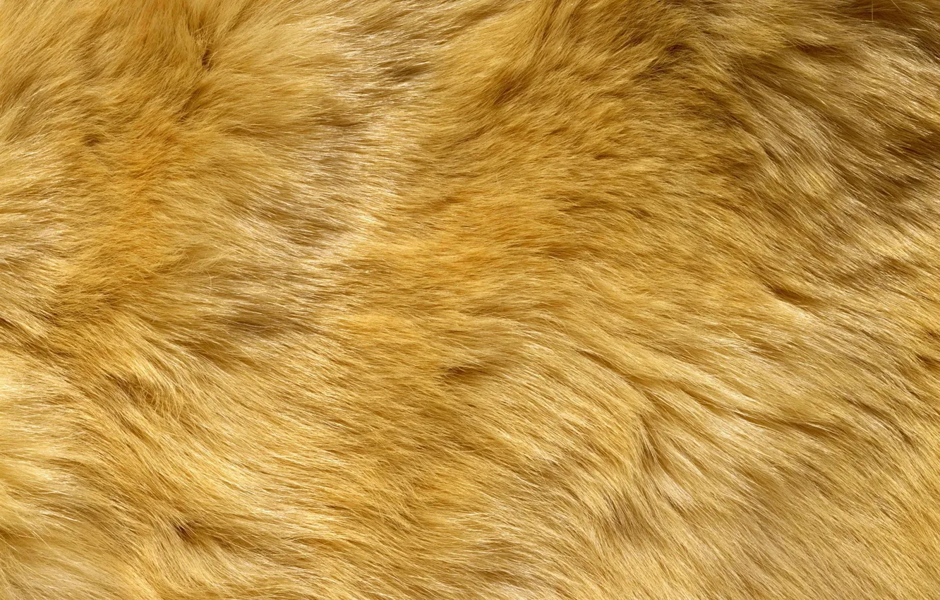 Photo wallpaper texture, fur, animal texture, background desktop