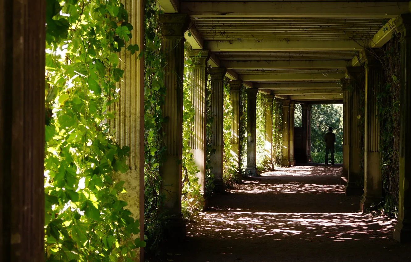 Photo wallpaper greens, leaves, light, shadow, silhouette, columns, tunnel