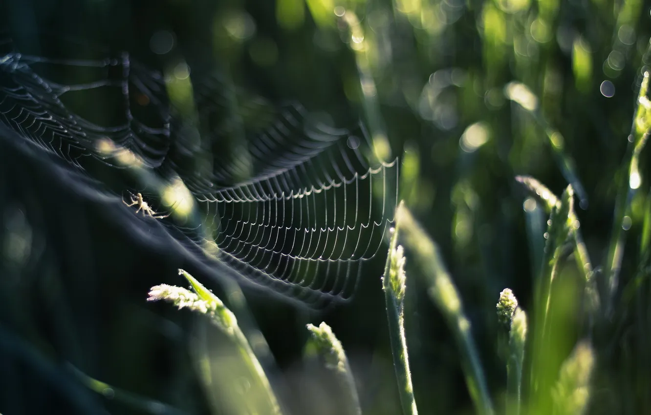 Photo wallpaper grass, nature, web, spider