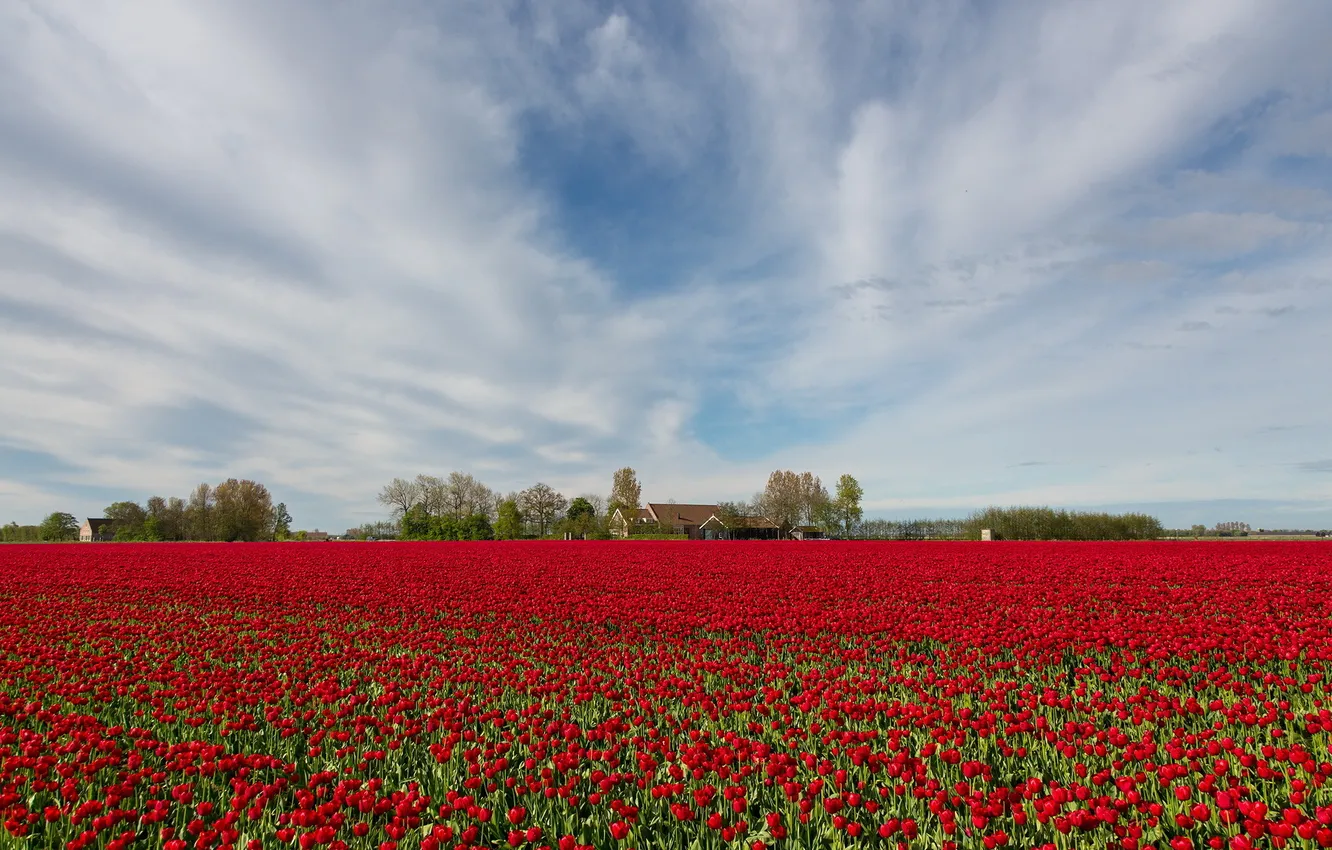 Photo wallpaper field, landscape, tulips