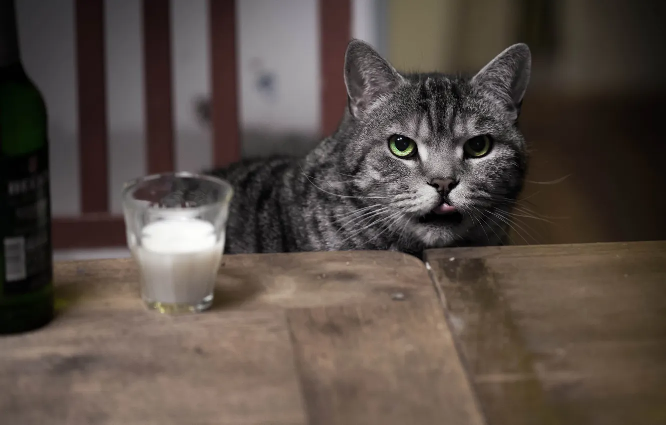 Photo wallpaper cat, glass, table, grey, milk