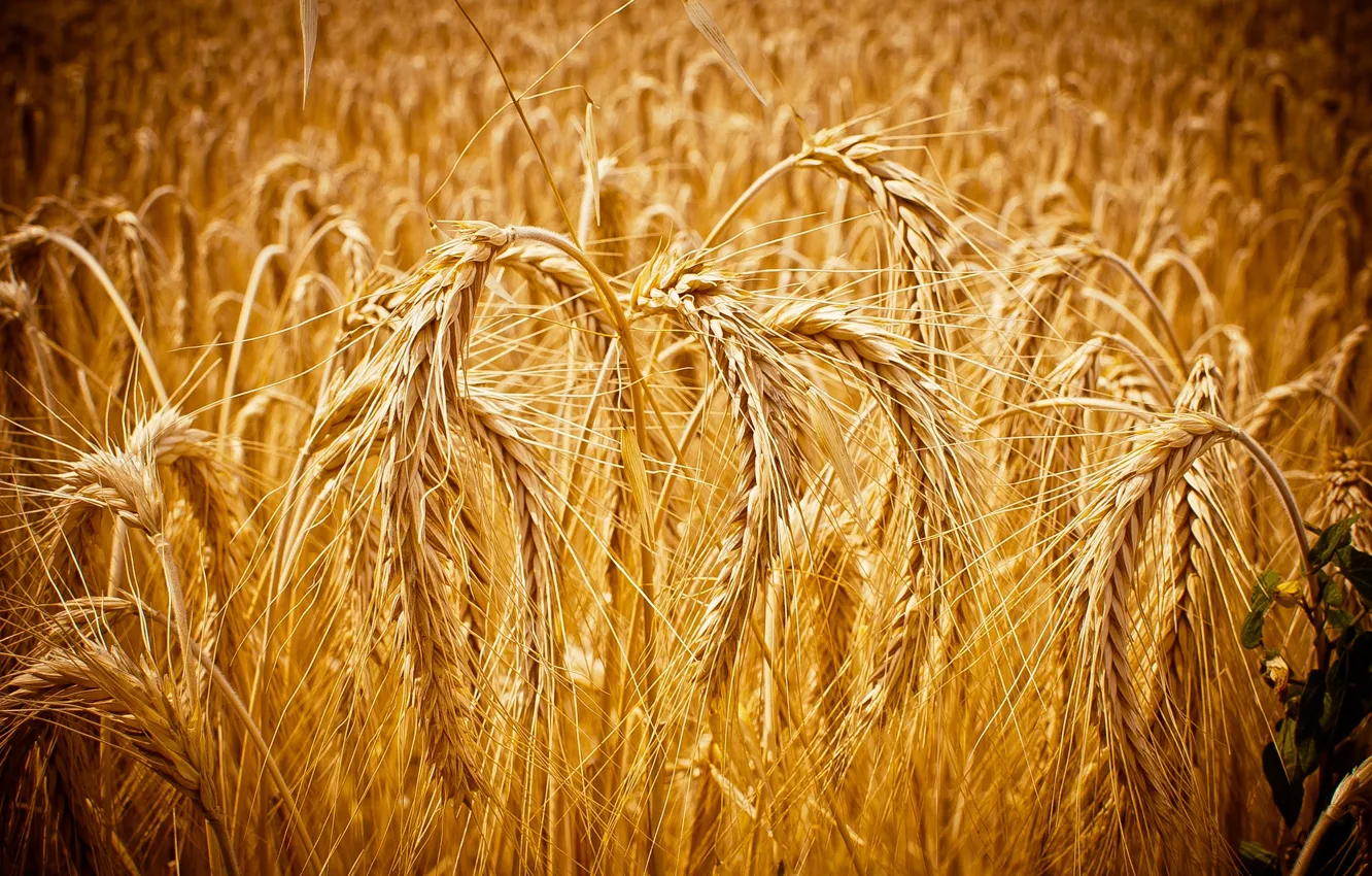 Photo wallpaper wheat, macro, grain, ears, macro, Cornfield