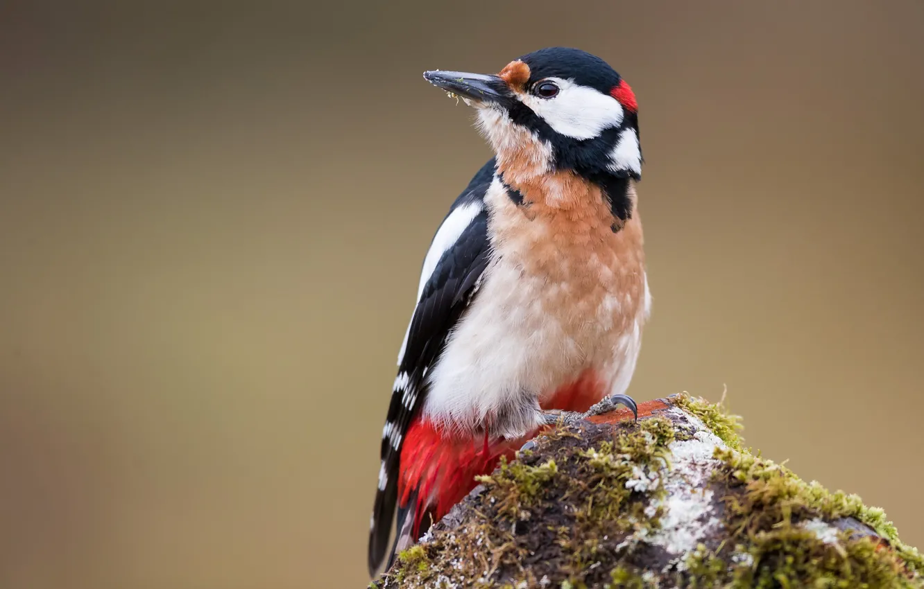 Photo wallpaper stones, background, bird, woodpecker
