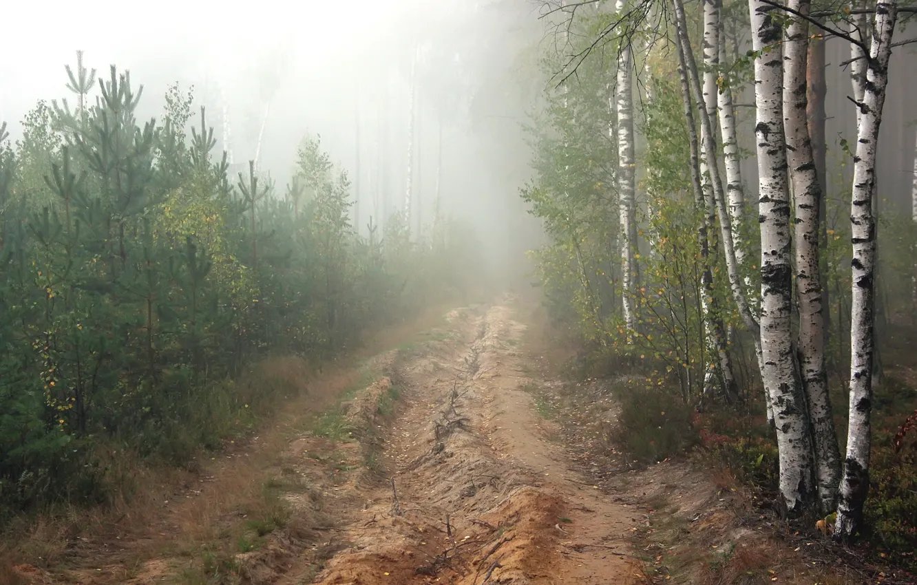 Photo wallpaper road, forest, fog, morning, pine