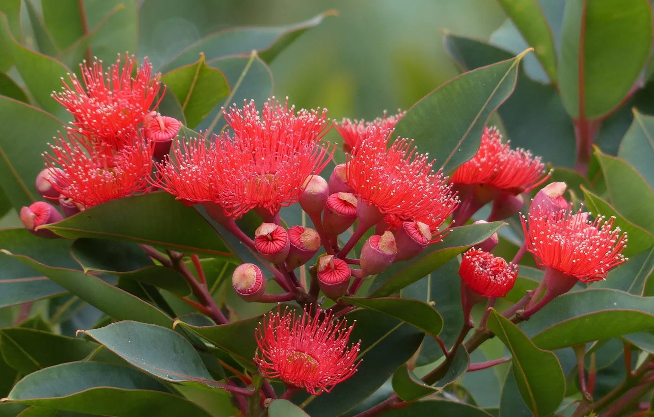 Photo wallpaper flowering, leaves, eucalyptus