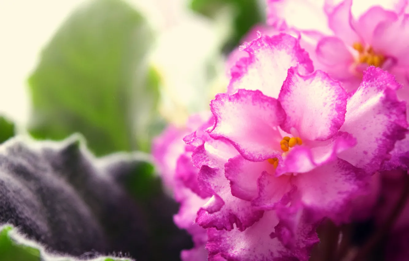 Photo wallpaper macro, flowers, pink, widescreen, violet