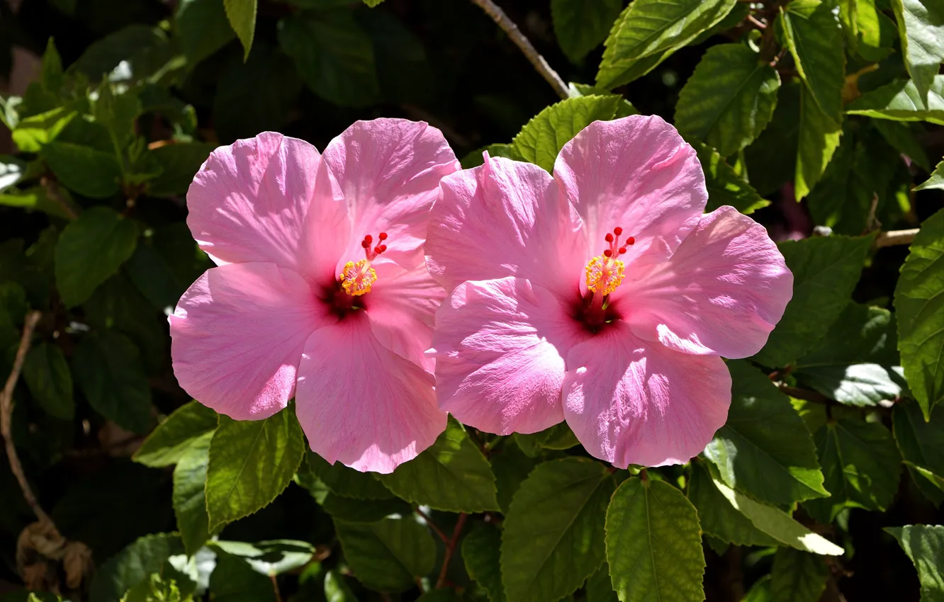 Photo wallpaper leaves, flowering, hibiscus, Hibiscus