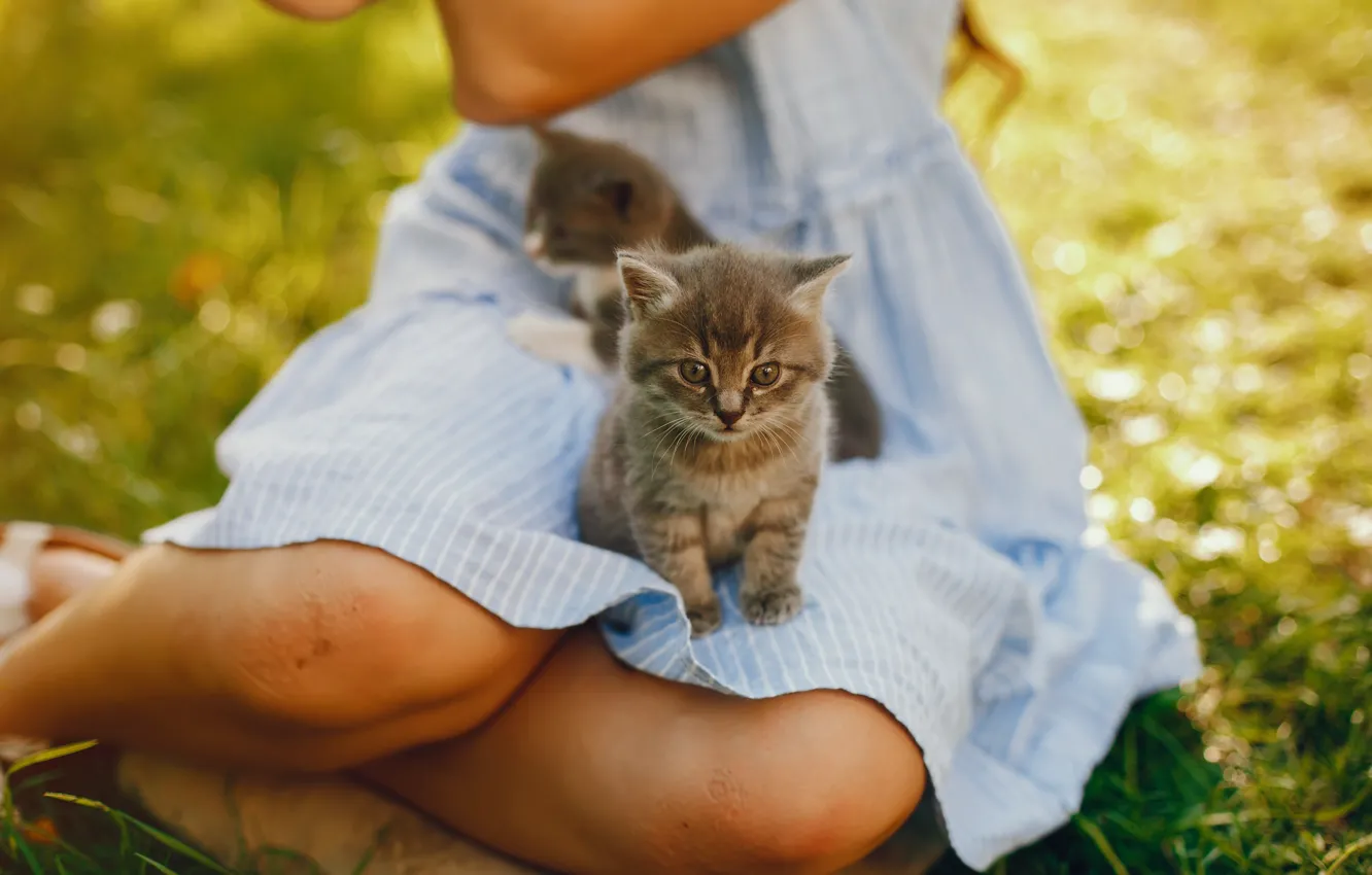 Photo wallpaper girl, kitty, knees