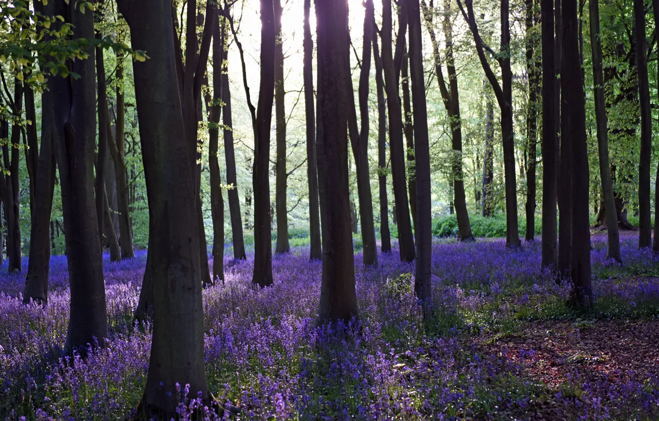 Photo wallpaper flowers, light, forest, lilac, spring, glade