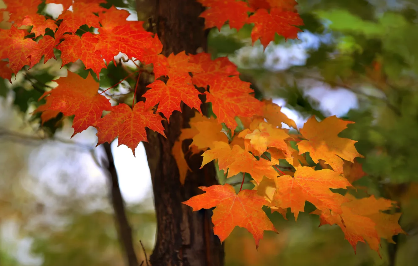 Photo wallpaper autumn, leaves, nature