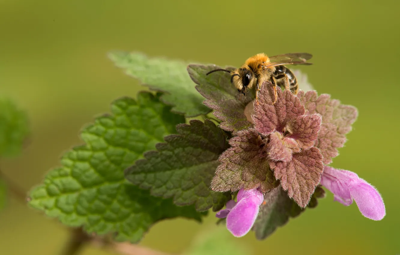 Photo wallpaper macro, bee, insect