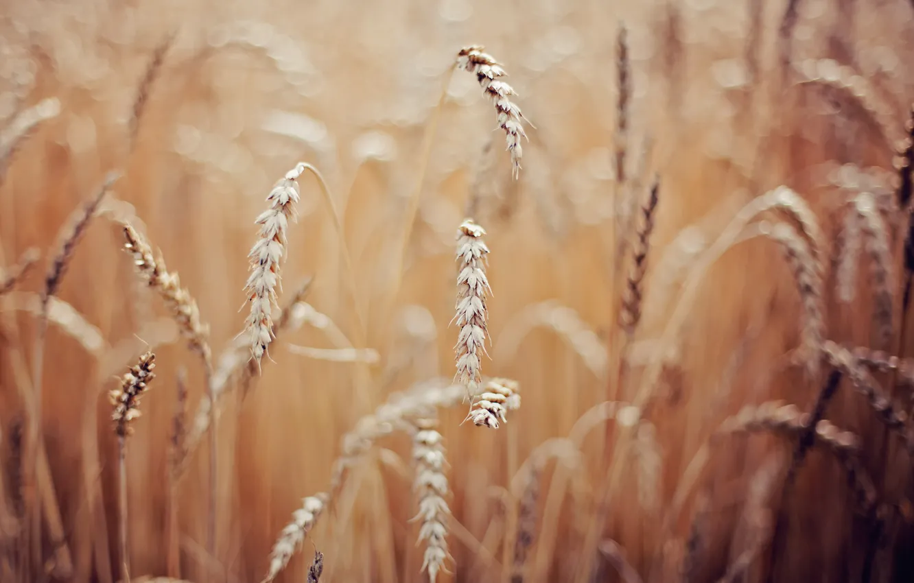 Photo wallpaper wheat, macro, spikelets