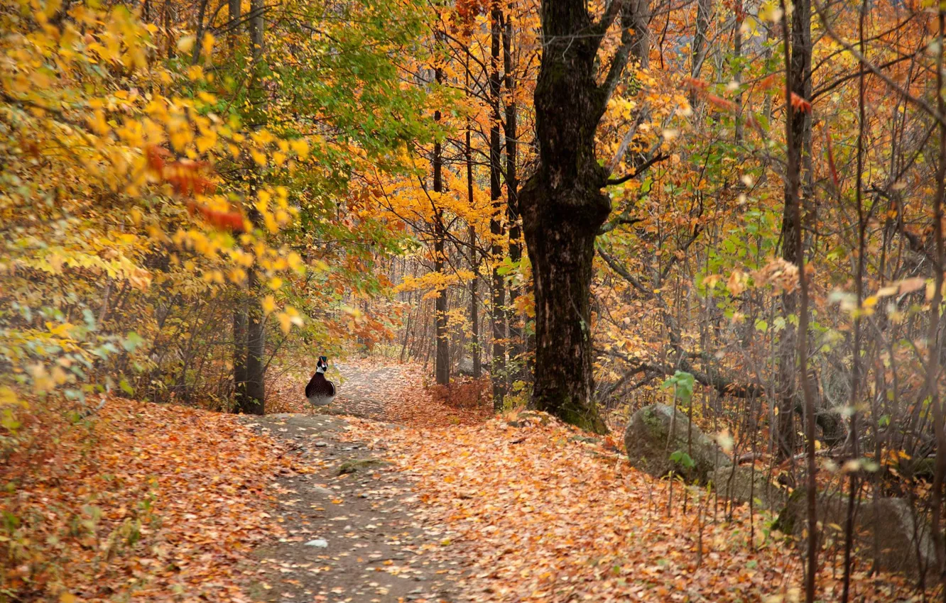 Photo wallpaper autumn, Park, duck, falling leaves, path