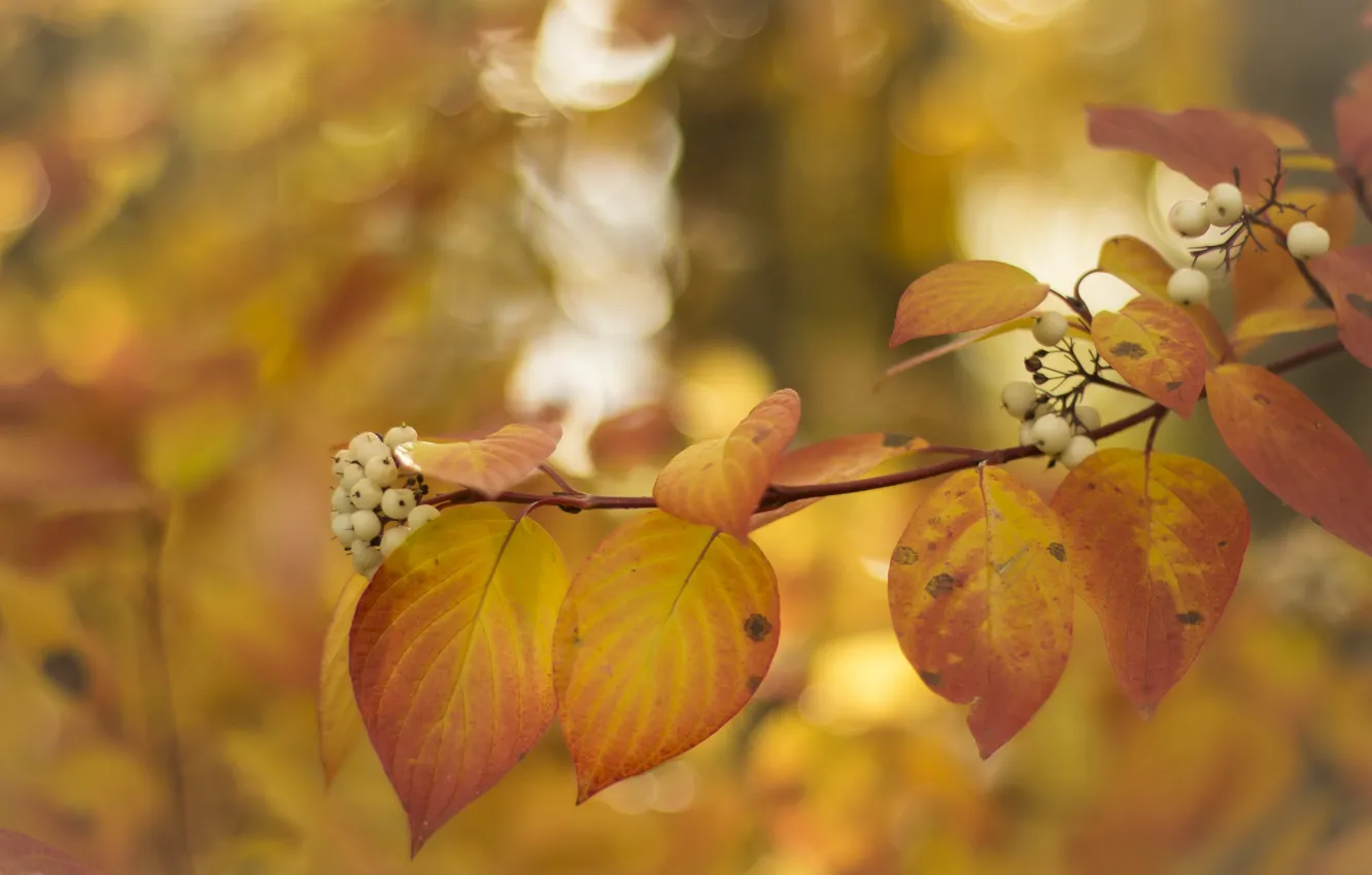 Photo wallpaper autumn, nature, branch
