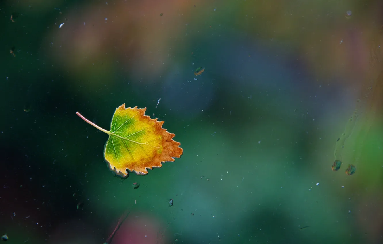 Photo wallpaper glass, water, drops, rain, window, water, window, leaf