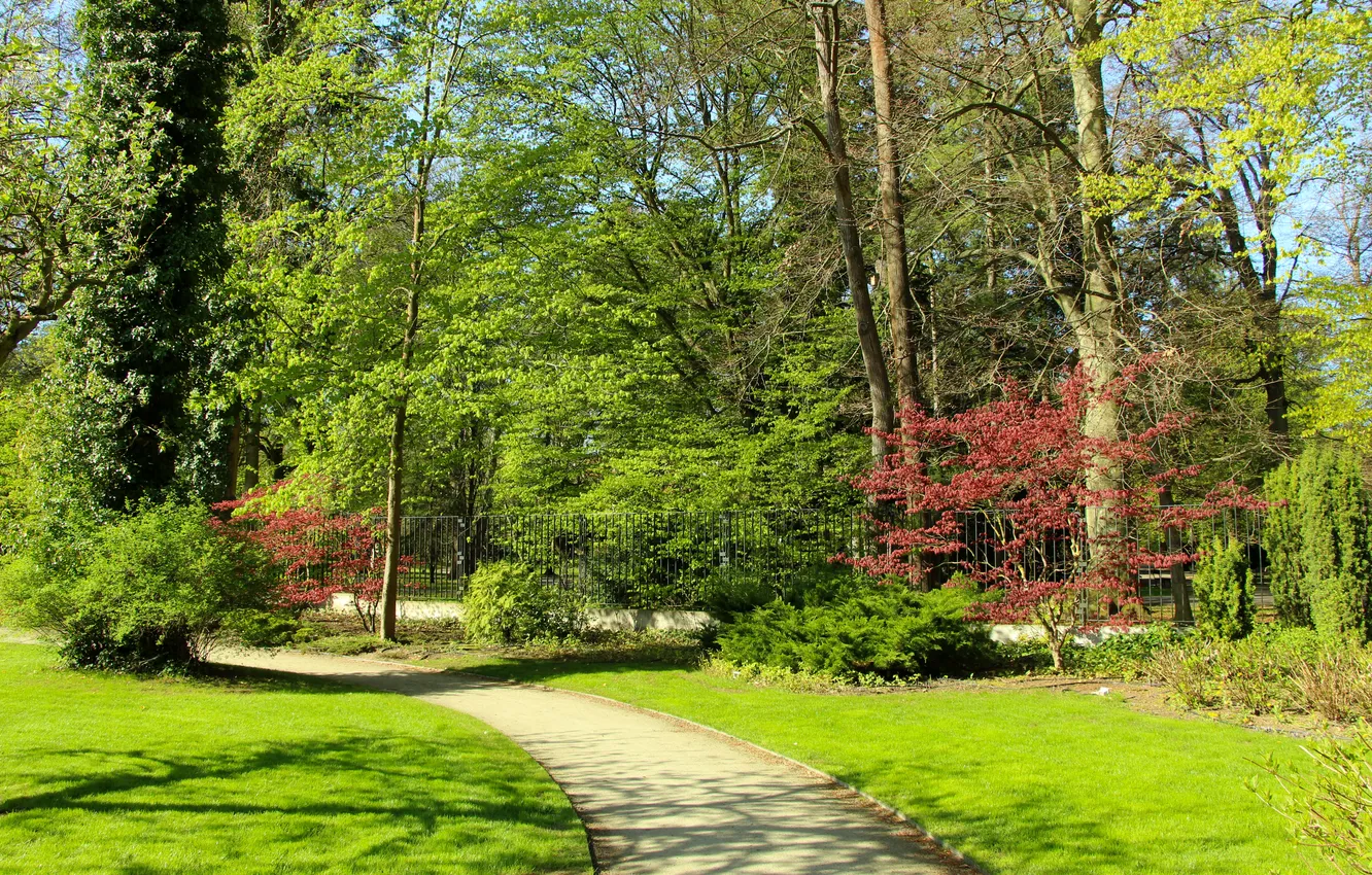 Photo wallpaper park, spring, alley