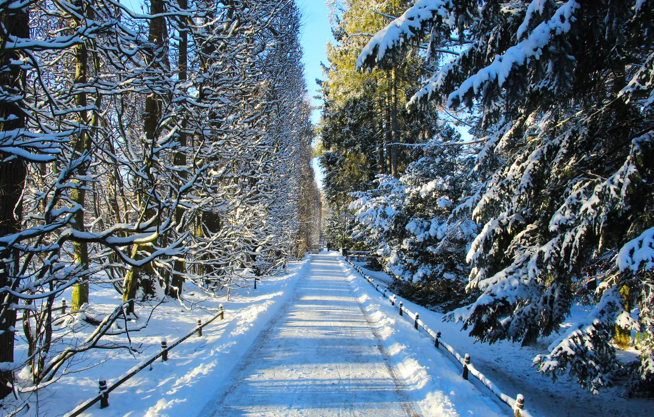Photo wallpaper park, winter, snow, alley