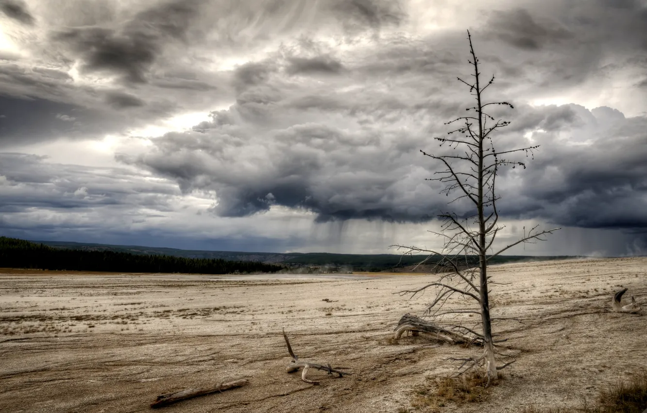 Photo wallpaper field, trees, rain, late autumn, the sky. clouds