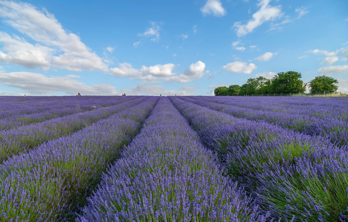 Photo wallpaper field, the sky, flowers, lavender, plantation, lavender field