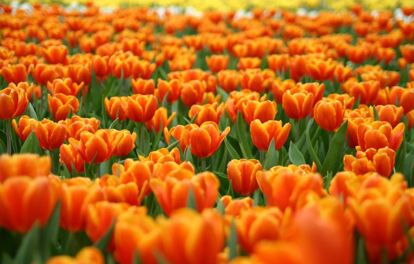 Photo wallpaper flowers, nature, field of tulips
