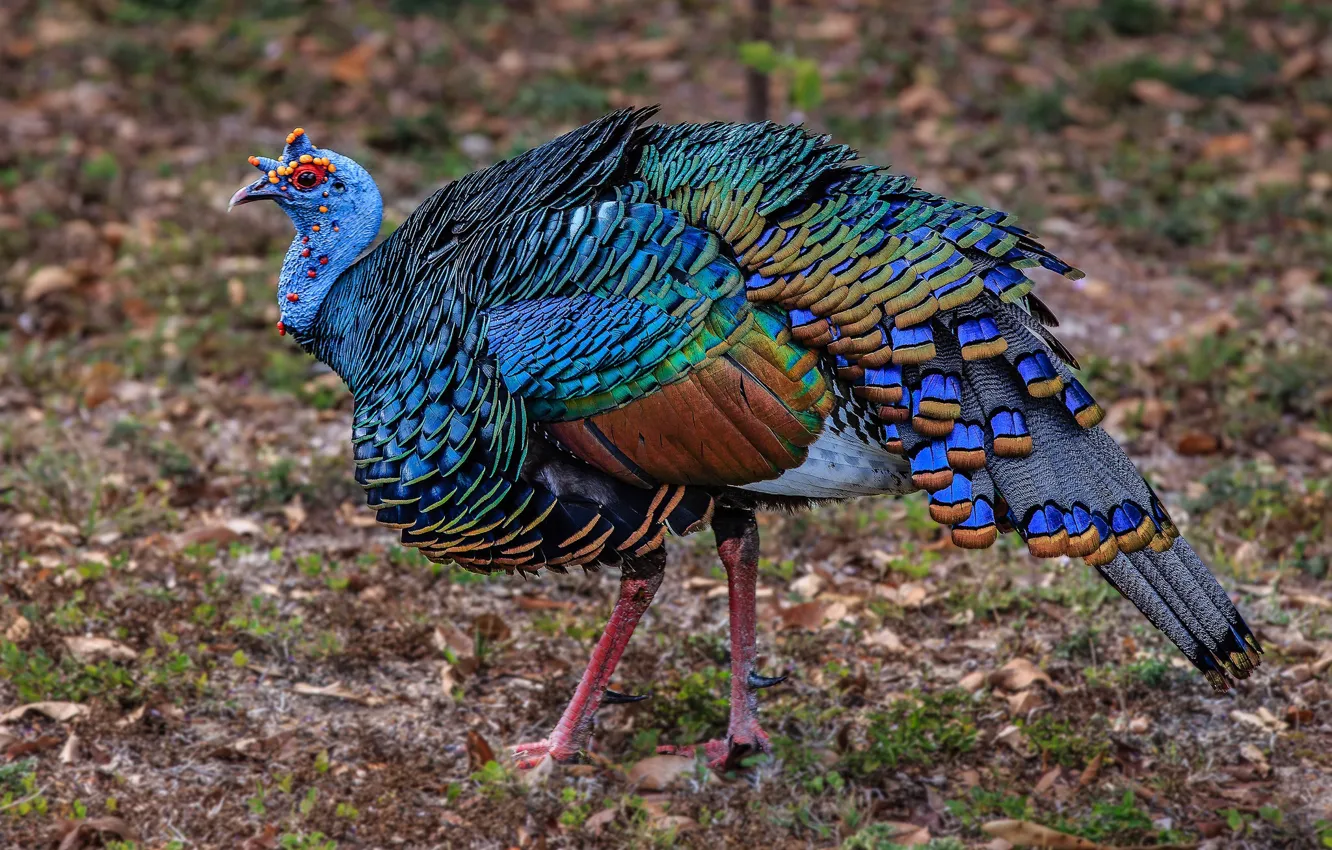 Photo wallpaper nature, bird, paint, feathers