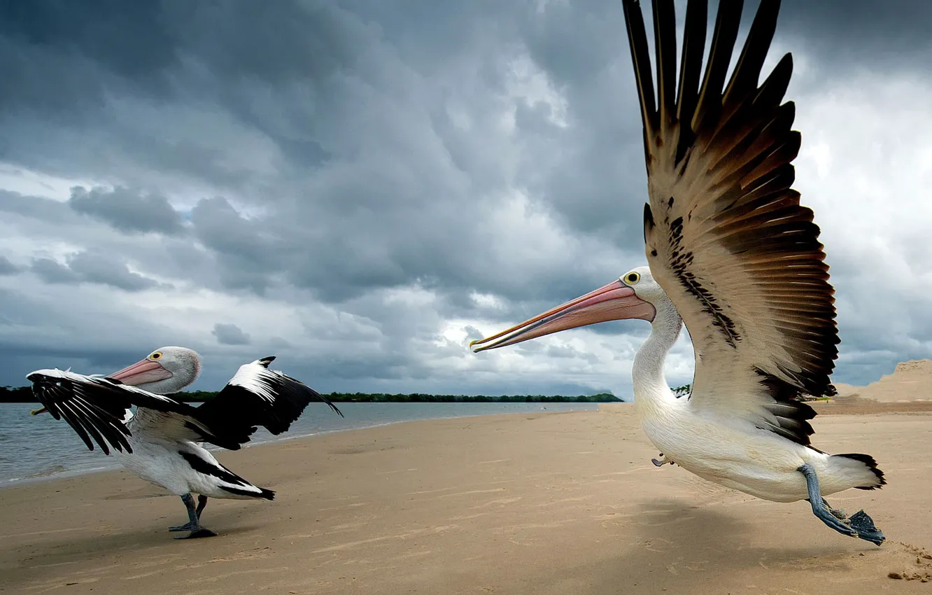 Photo wallpaper bird, wings, beak, Australia, QLD, Pelican