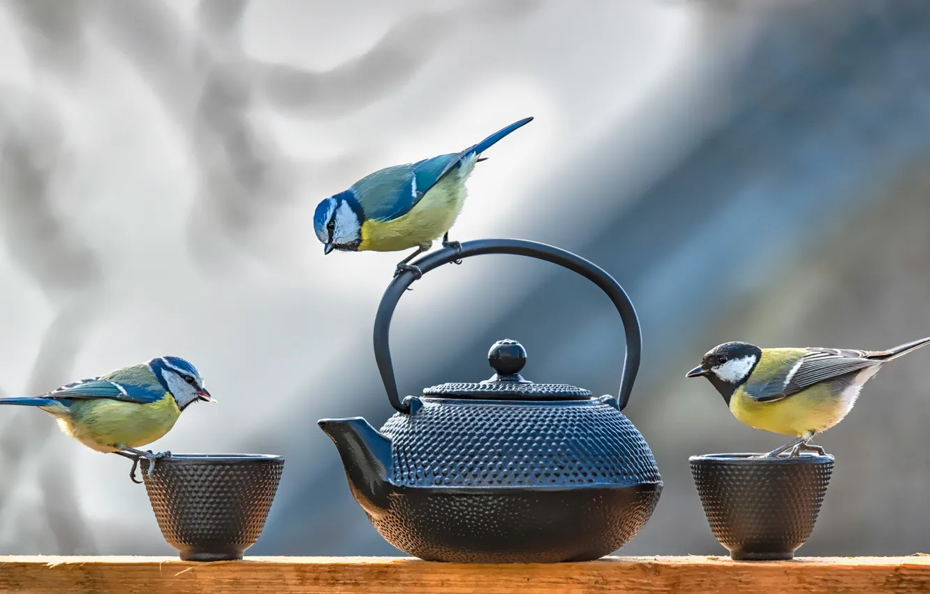 Photo wallpaper birds, table, background, kettle, Cup, dishes, three, Board