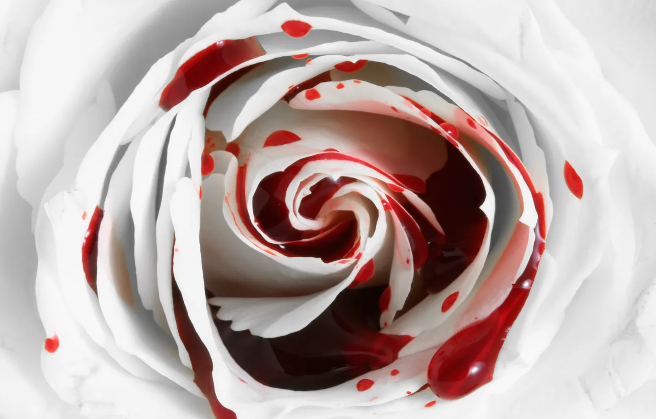 Photo wallpaper flower, blood, rose, Rose, bleeding