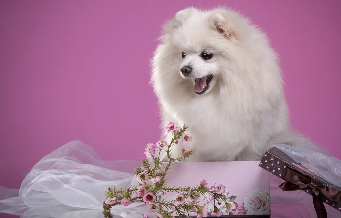 Photo wallpaper white, flowers, box, fluffy, puppy, Spitz