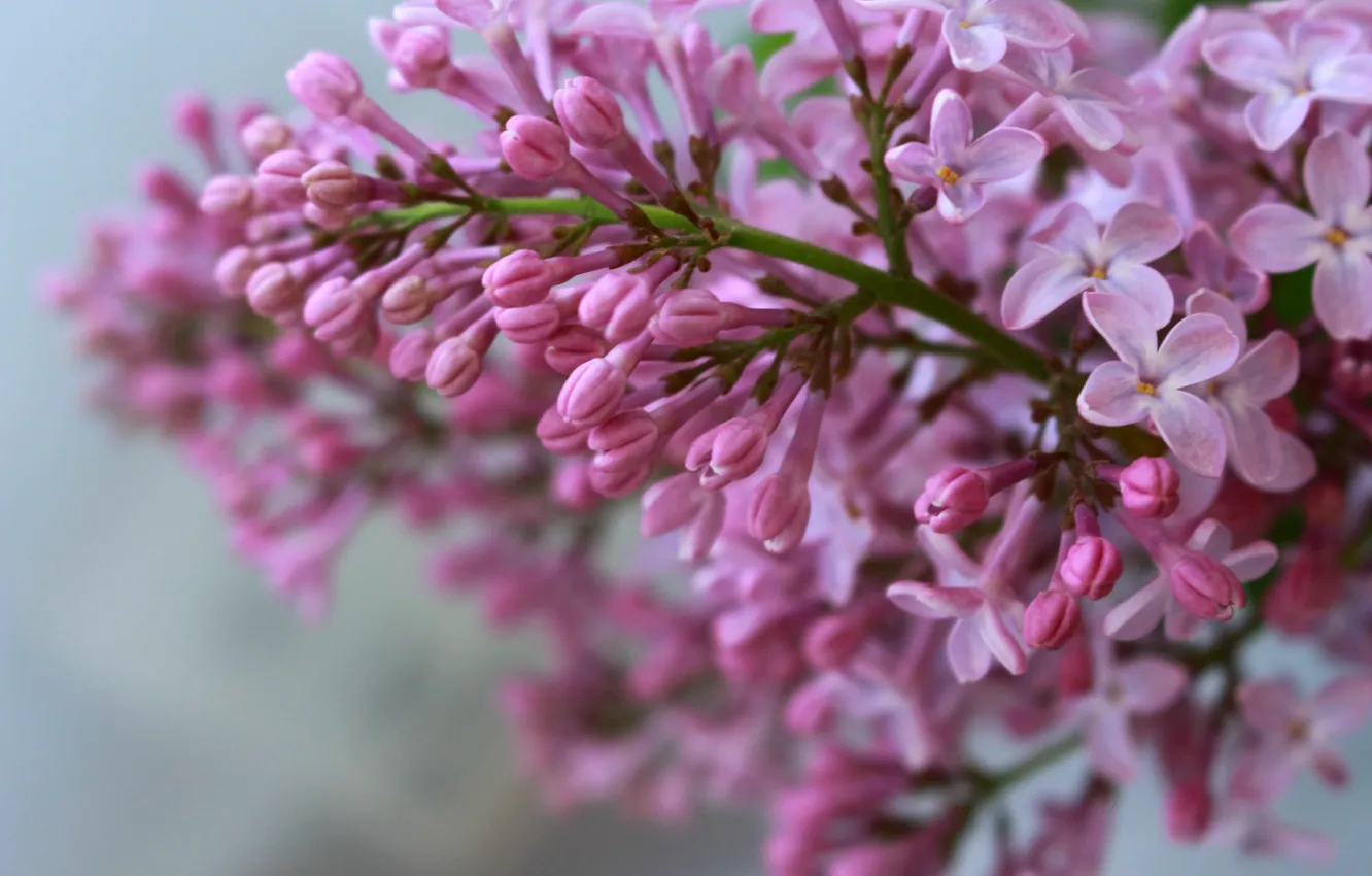 Photo wallpaper spring, lilac, the color purple, lilac blossoms