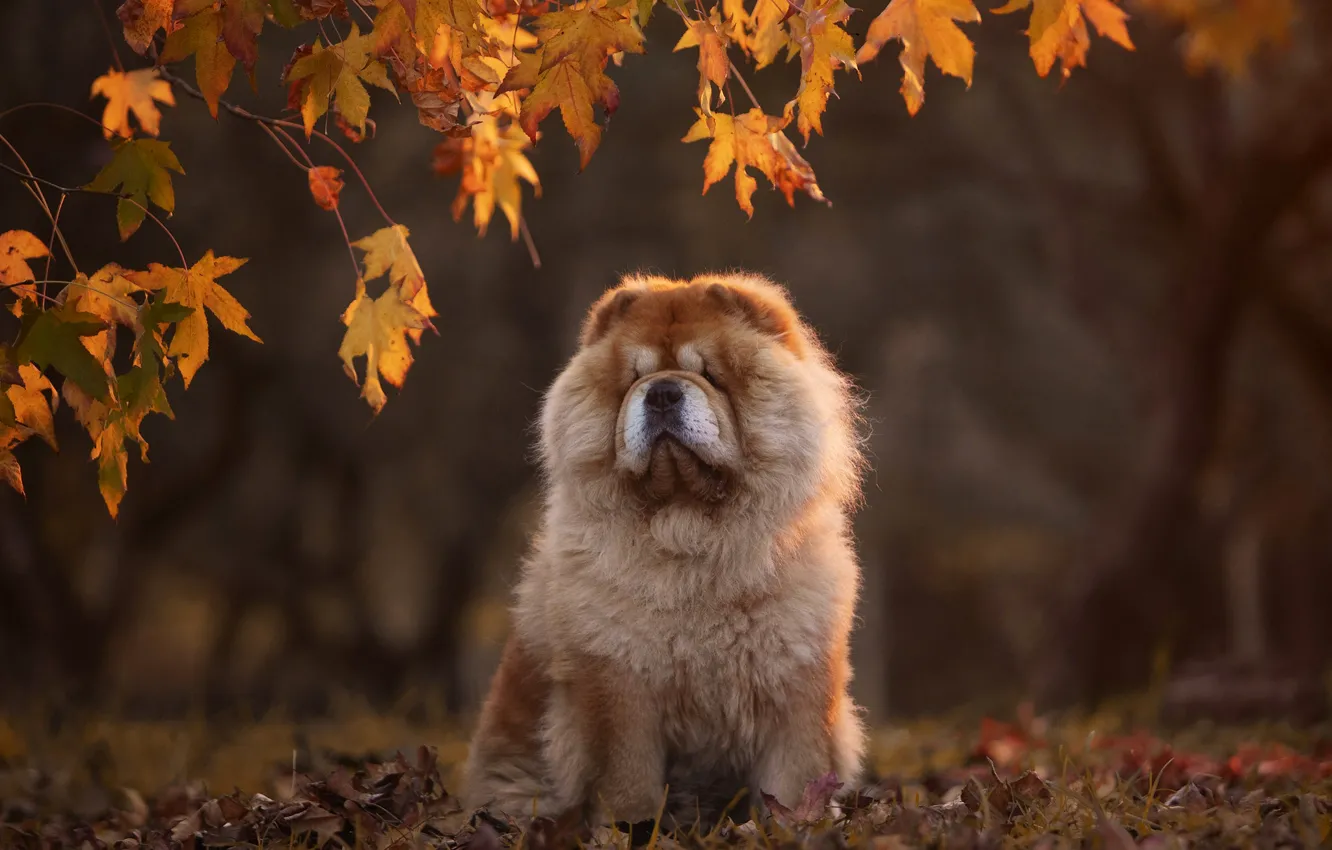 Photo wallpaper autumn, look, branches, nature, pose, Park, glade, foliage