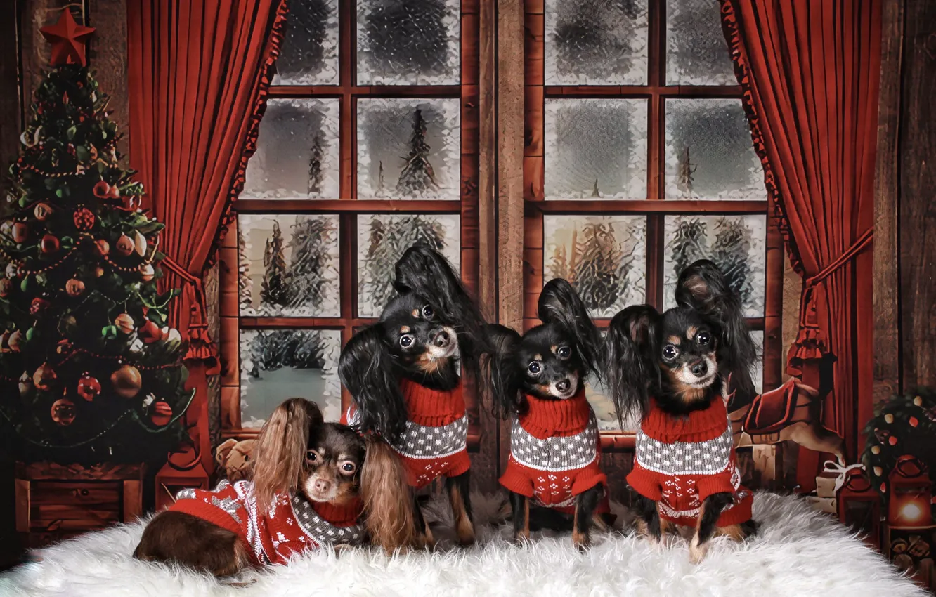 Photo wallpaper winter, frost, forest, look, snow, red, pose, comfort