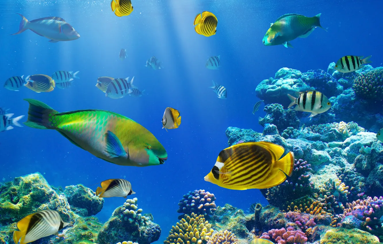 Photo wallpaper fish, the ocean, underwater world, underwater, ocean, fishes, tropical, reef