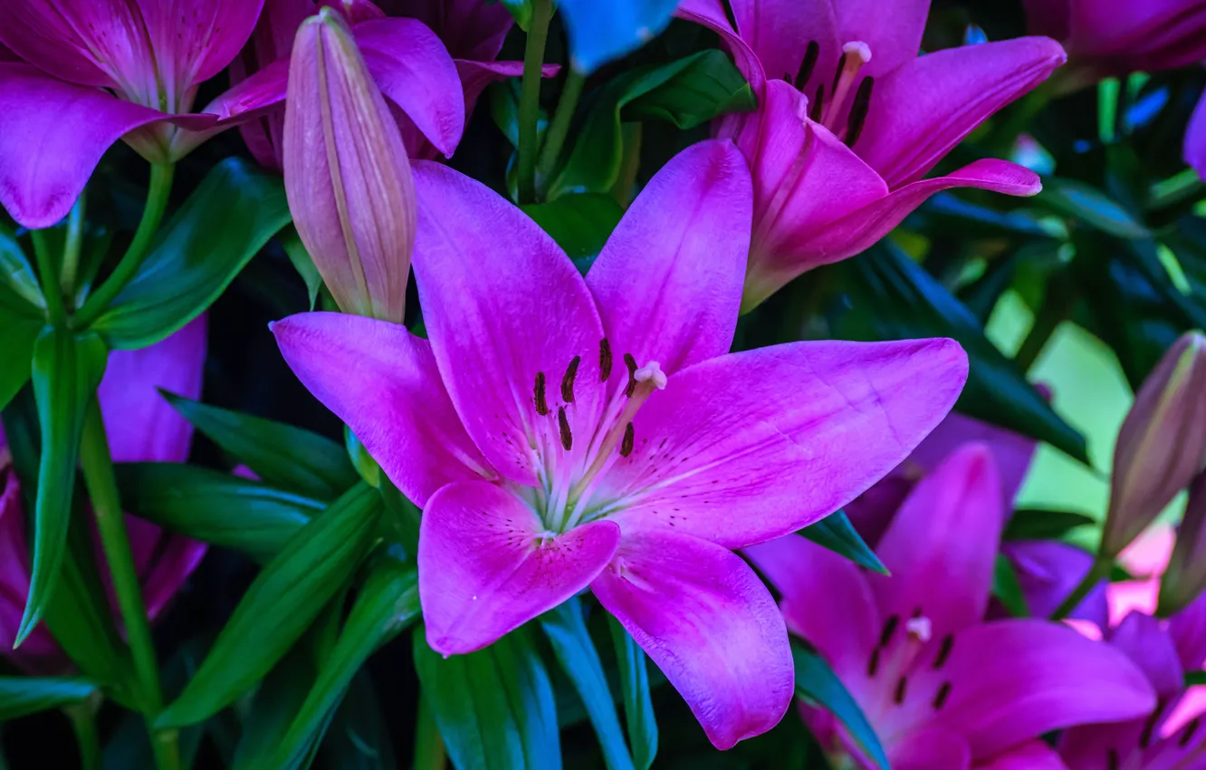 Photo wallpaper purple, leaves, flowers, close-up, bright, Lily, bouquet, petals