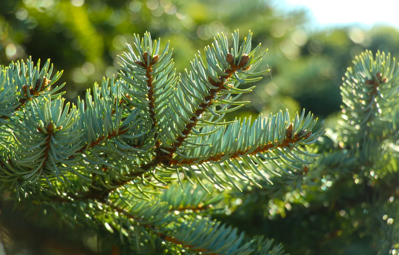 Photo wallpaper pine, spruce, twig