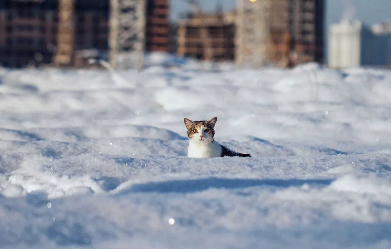 Photo wallpaper winter, cat, look, snow, wool, the snow