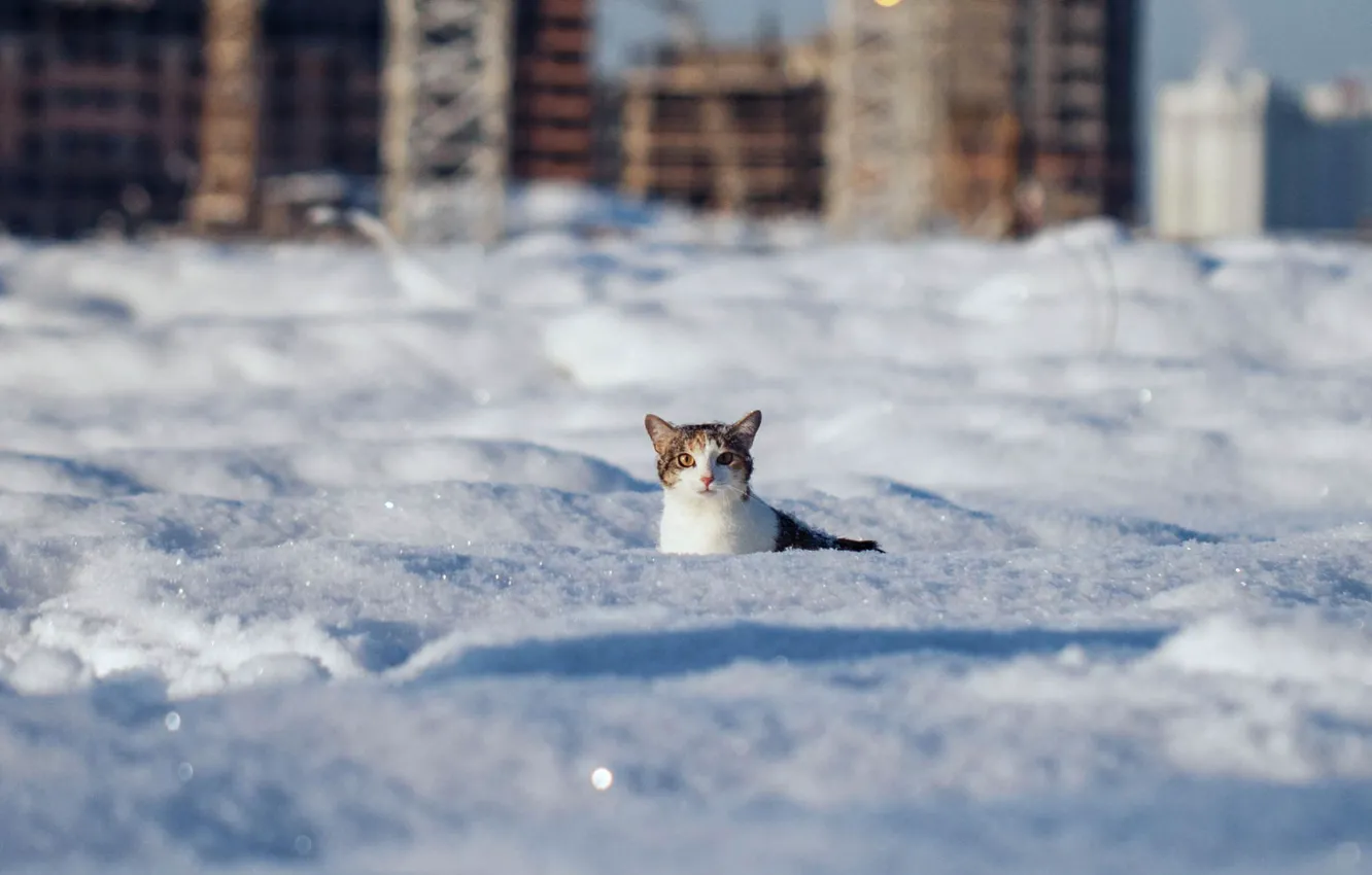 Photo wallpaper cat, look, snow, Winter, wool, the snow