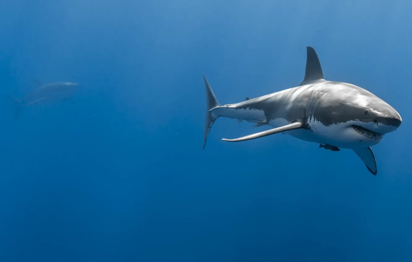 Photo wallpaper sea, the ocean, depth, pair, sharks, great white shark