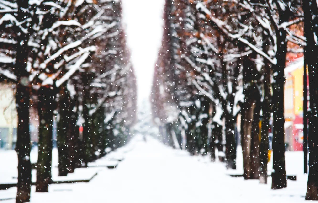 Photo wallpaper winter, snow, trees, the city, Poland, alley, Kaunas, Aleksandravičius Photography