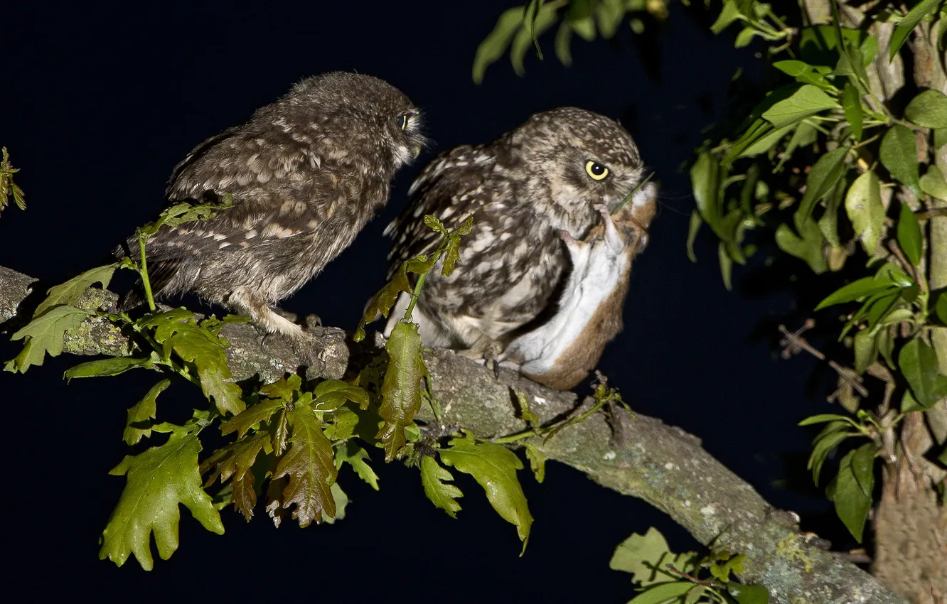 Photo wallpaper night, branches, bird, Chicks, mining, brownies owls
