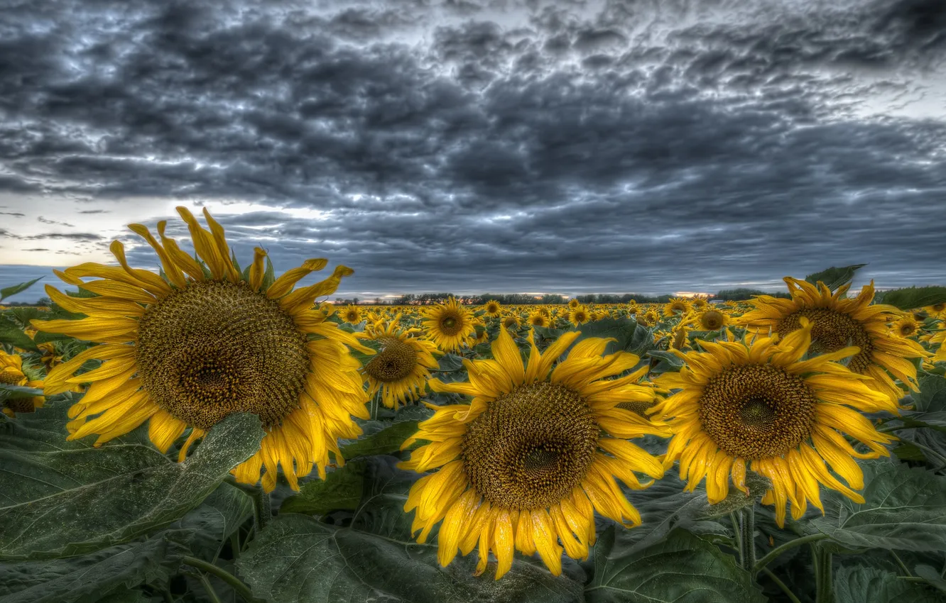 Photo wallpaper field, the sky, clouds, sunflowers, yellow, HDR, the evening