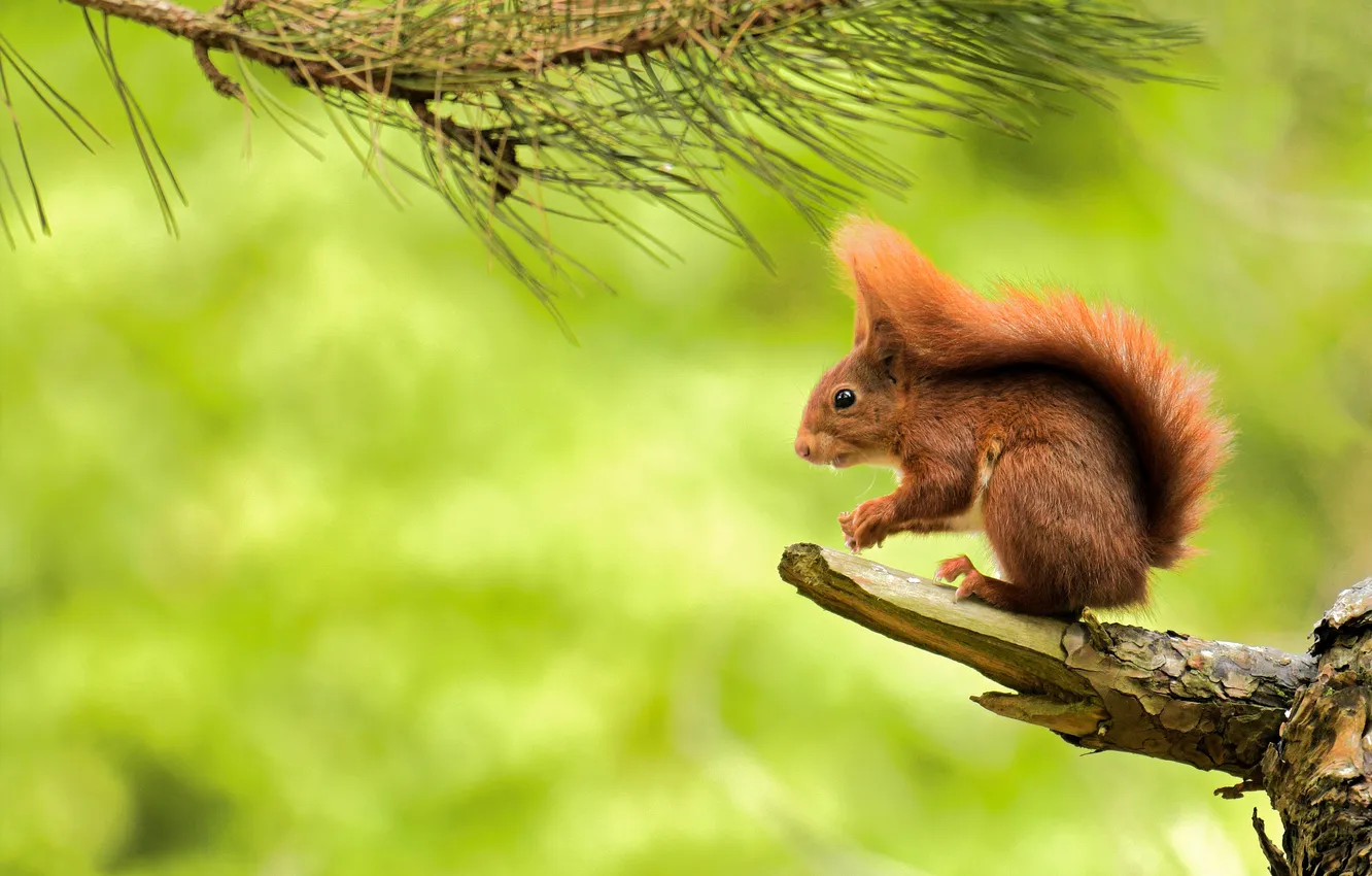 Photo wallpaper look, branches, pose, protein, tail, profile, red, needles