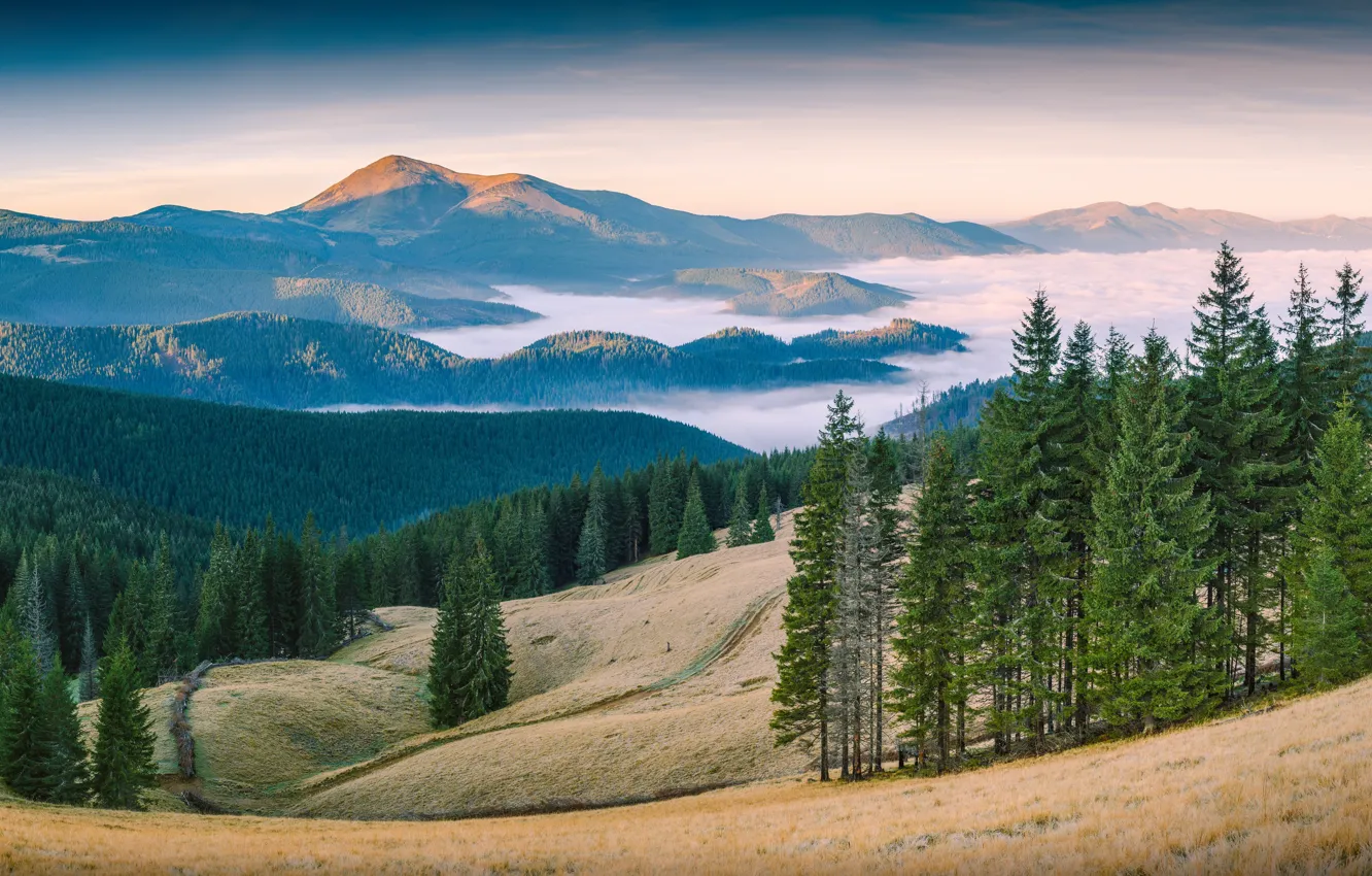 Photo wallpaper forest, mountains, nature