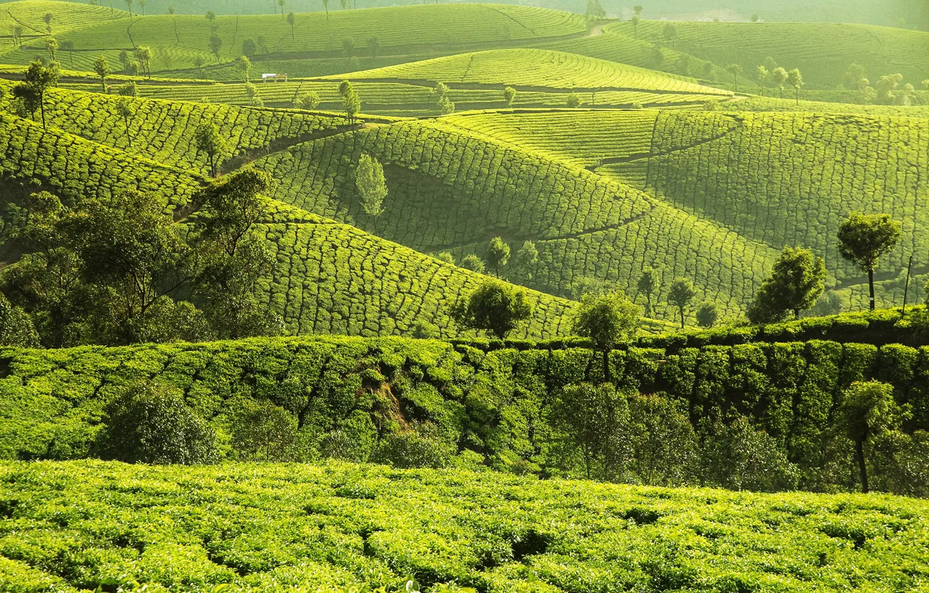 Photo wallpaper greens, field, the sun, trees, hills, India, the bushes, plantation