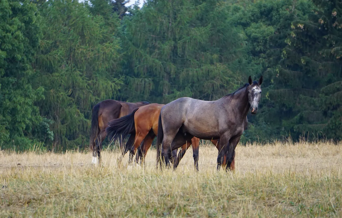 Photo wallpaper field, forest, horses, horse, trio, grazing, three horses